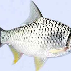 Umpan Ikan Tawes
